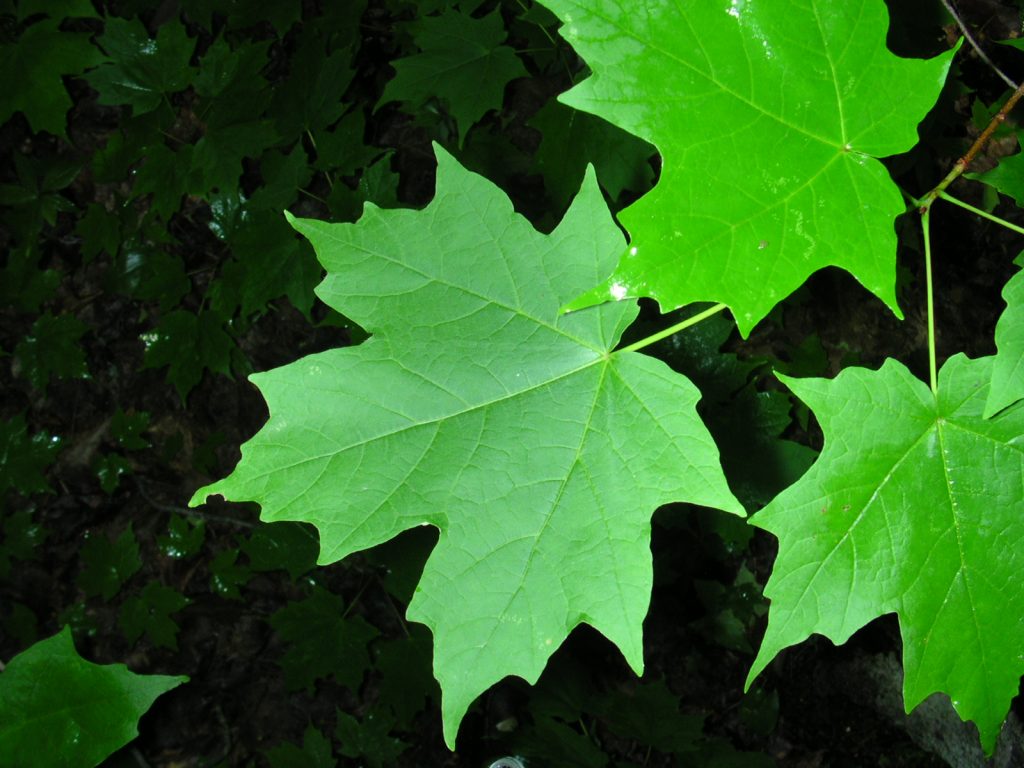 Acer saccharum 1 jgreenlee 5098070608 1024x768 - The Maple Leaf: A Symbol of Canada’s Enduring Greatness